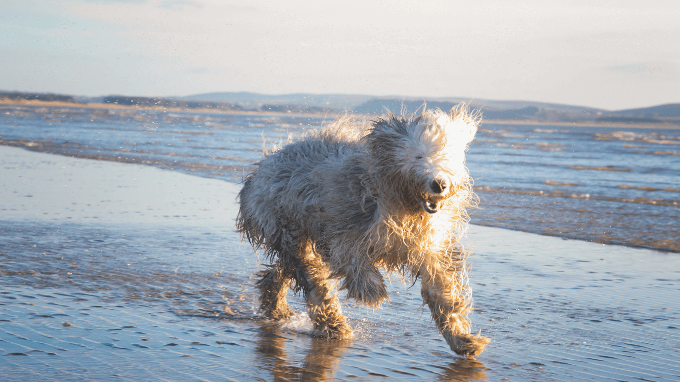 Dog running on beach